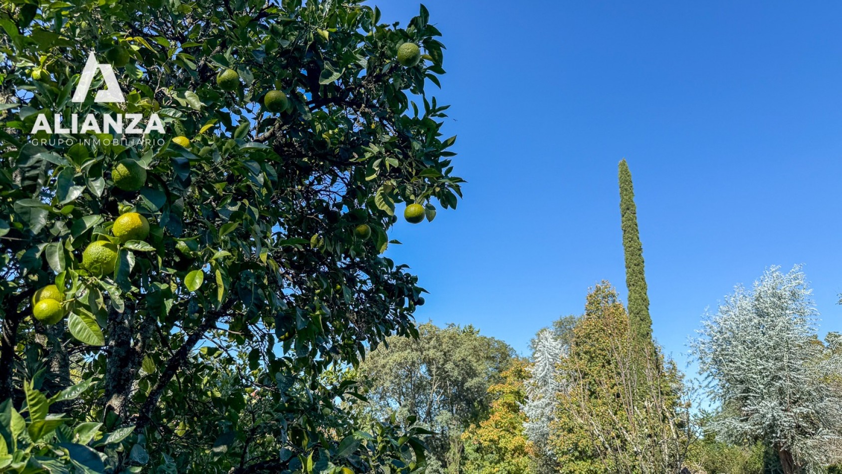 TERRENO SAN LORENZO